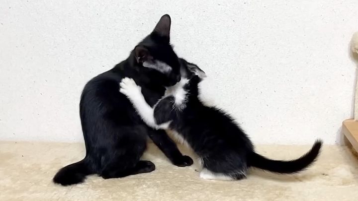 5時間ぶりに再会した子猫達