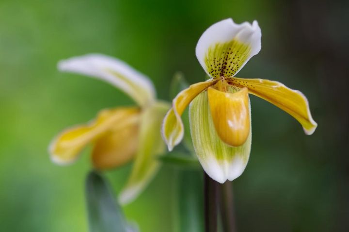 11月30日の花とは？【366日の誕生花と幸せの花言葉】