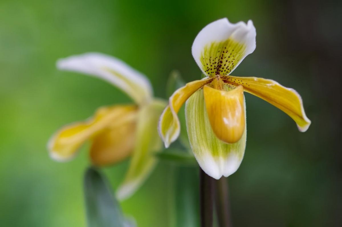 11月30日の花とは？【366日の誕生花と幸せの花言葉】 | TRILL【トリル】