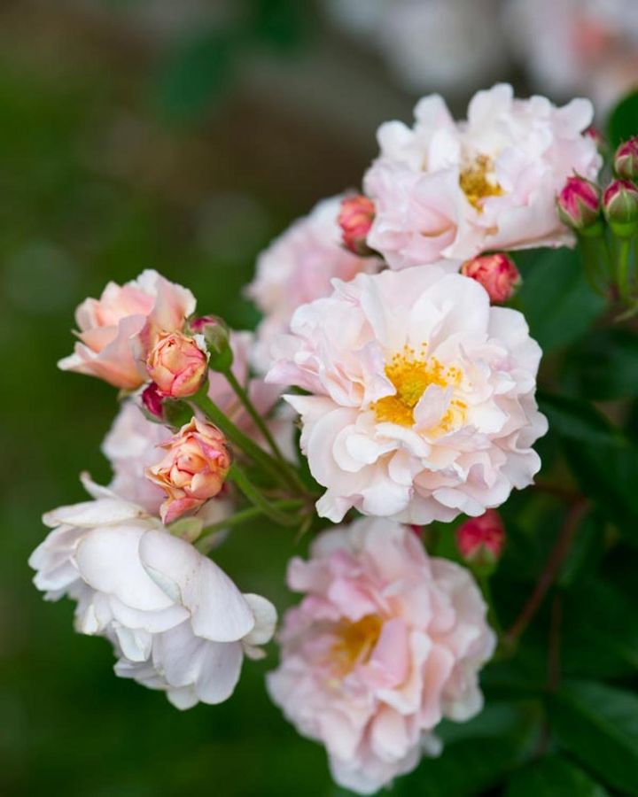 ハイブリッドムスク系の‘コーネリア’。小～中輪のアプリコットピンクでウェーブする花弁がやさしげ。枝は伸びますが、わりとしなやかで誘引もしやすい。パーゴラからしだれさせても素敵です。