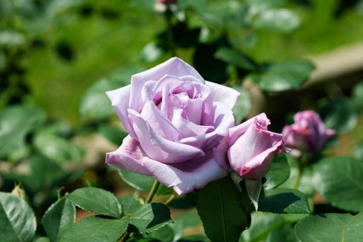 バラ好きなら一度は咲かせてみたいと思う名花 ‘ブルームーン’。庭にも鉢にも向き、つる性の‘つるブルームーン’もあるので多用途に利用できます。