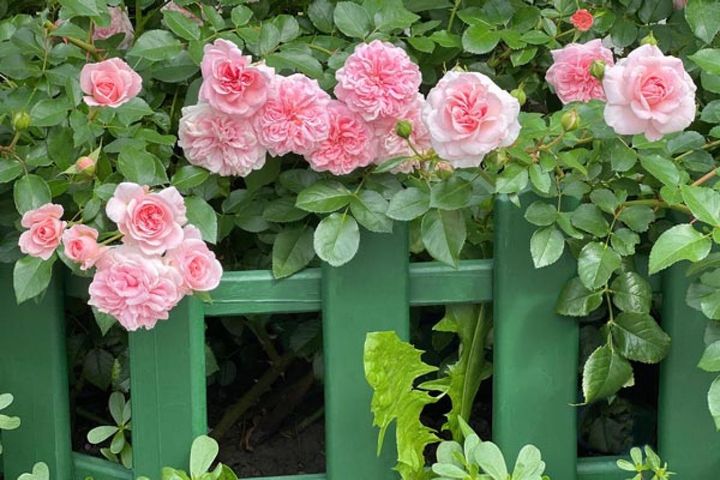ブリティッシュグリーンのフェンスにピンクのバラを絡ませて。葉色とフェンスの色がぴたりと合っています。バラも開くとダリアのようになってチャーミング。