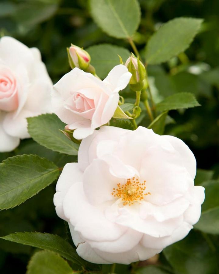 ‘アスピリンローズ’は有名な鎮痛剤の名を冠している通り、とても丈夫で初心者にも安心して育てられるバラです。淡いピンクで‘ピエールドゥロンサール’などの華やかなバラとの相性もバッチリ。