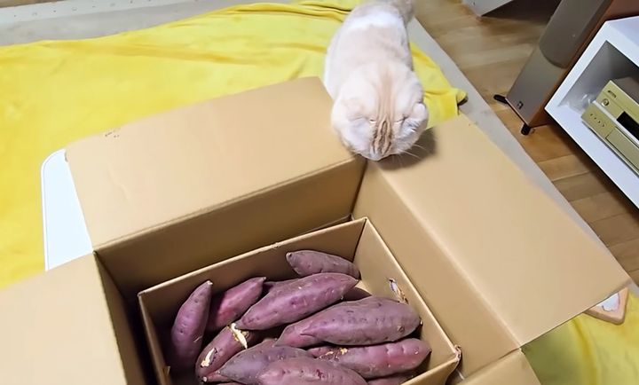 サツマイモが気になる猫