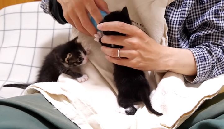 ミルクを飲む子猫