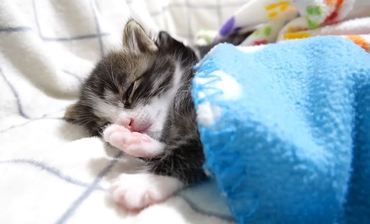 眠る子猫