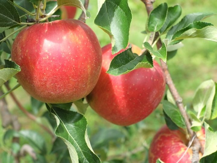 All About ニュース編集部が全国250人を対象に実施した「ご当地グルメに関するアンケート」の調査結果から、旅先で食べたい「青森県のご当地グルメ」ランキングを発表！ 2位「りんご」を抑えた1位は？