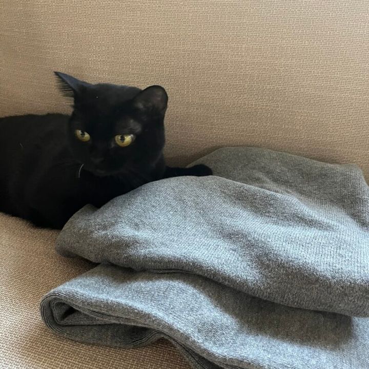 ふわふわだから猫もすぐに寄ってくる！