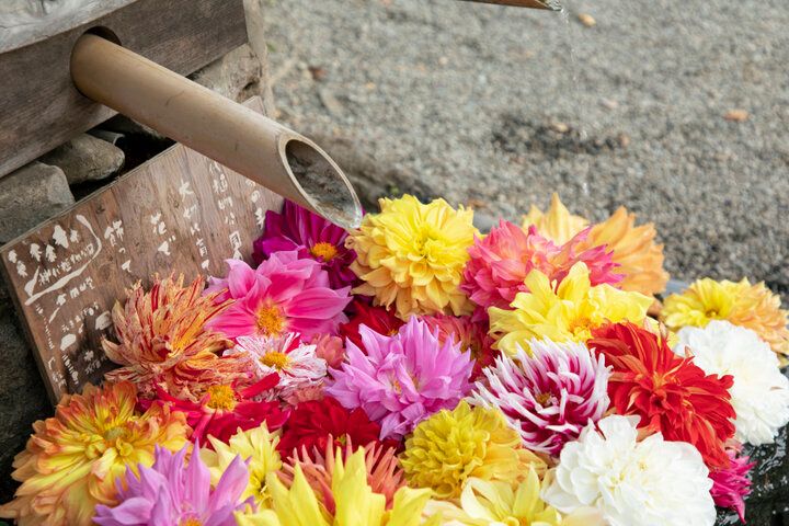 12月半ばまで紅葉が見頃♪気軽に小旅行気分が味わえる「深大寺」へ