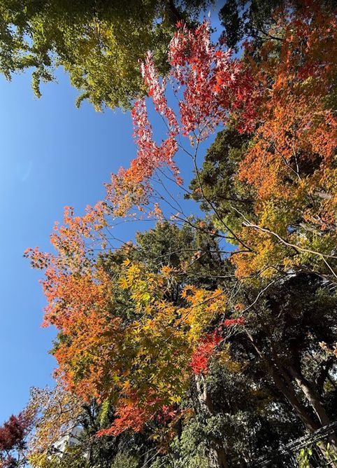 画像の代替テキスト