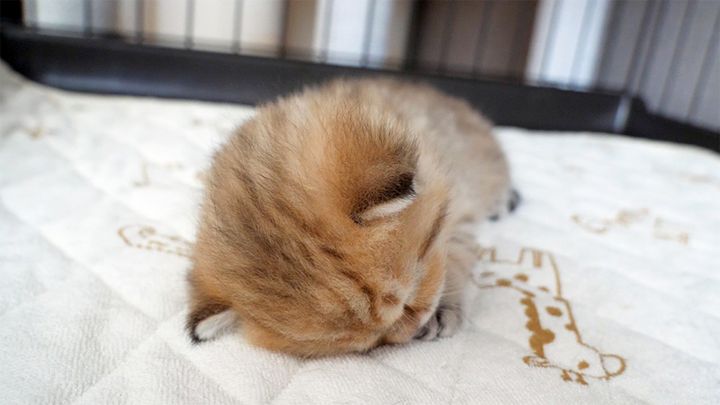 寝落ちした子猫