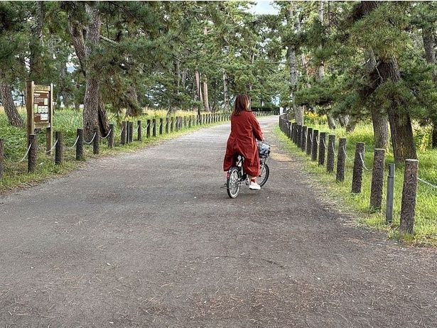 天橋立の上で、全長約3.6キロメートルの松並木を自転車で散策！大小合わせて約8000本の松が生い茂っている