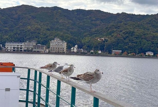 カモメと一緒にクルージング！