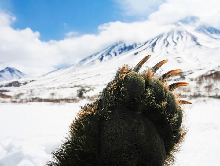 山を背景にしたカムチャツカ熊の前足