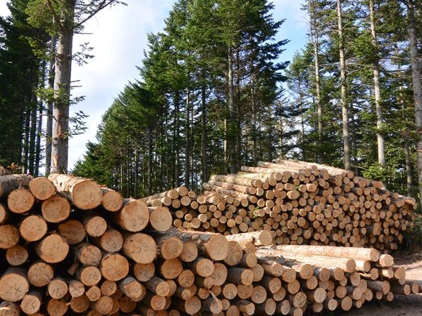 三井ガーデンホテルズなど39施設で参加型チャリティイベント！オーナメントに願いを