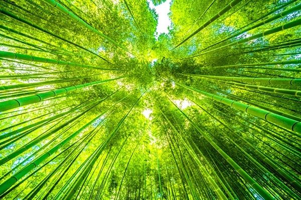 置くだけでにおいを元から取り除く竹炭脱臭「たけし」のサイズ違い2種を発売！