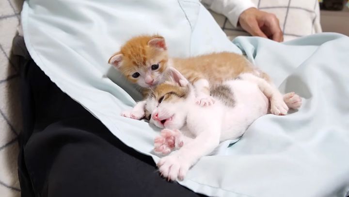 膝の上で一緒に過ごす子猫達