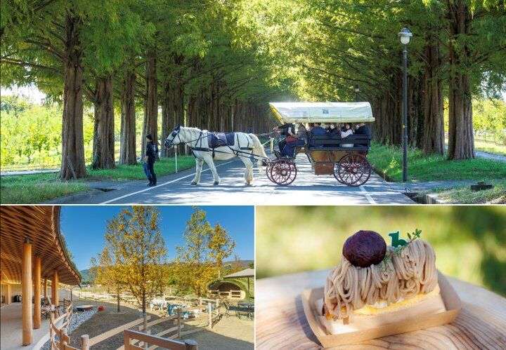 滋賀・高島の観光牧場＆カフェ「メタセコイアと馬の森」で、馬とふれあう癒やしの休日