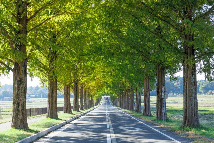 滋賀・高島の観光牧場＆カフェ「メタセコイアと馬の森」で、馬とふれあう癒やしの休日