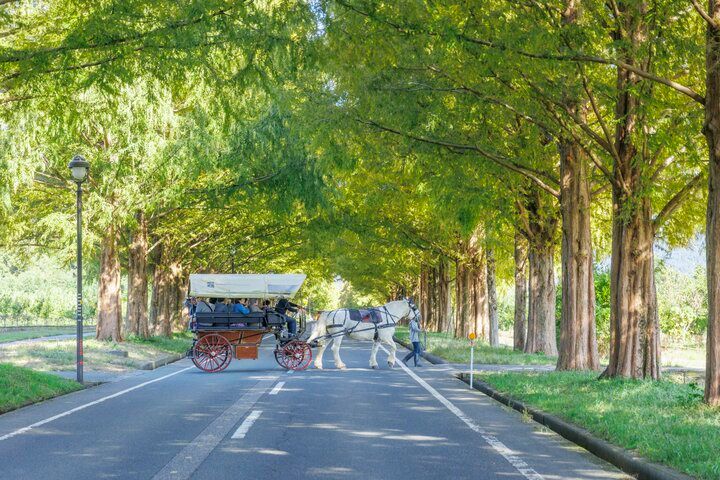 滋賀・高島の観光牧場＆カフェ「メタセコイアと馬の森」で、馬とふれあう癒やしの休日