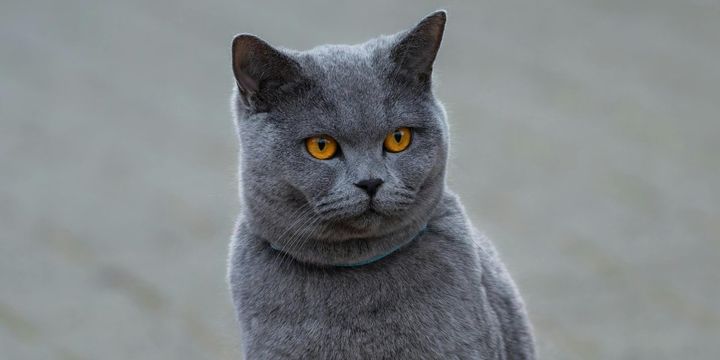 なぜリビアヤマネコは地元のヤマネコを置き換えたのか？