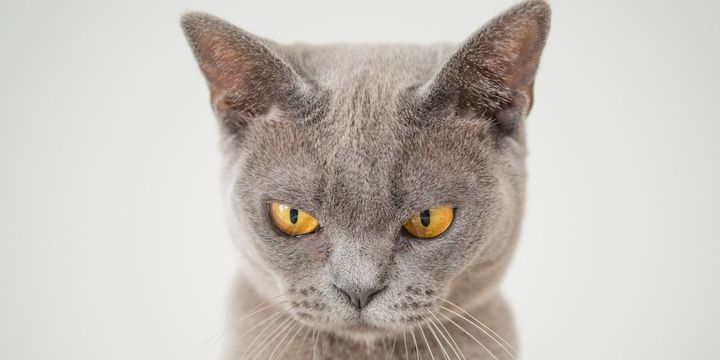 今では世界各地のヤマネコがイエネコに置き換わりつつある