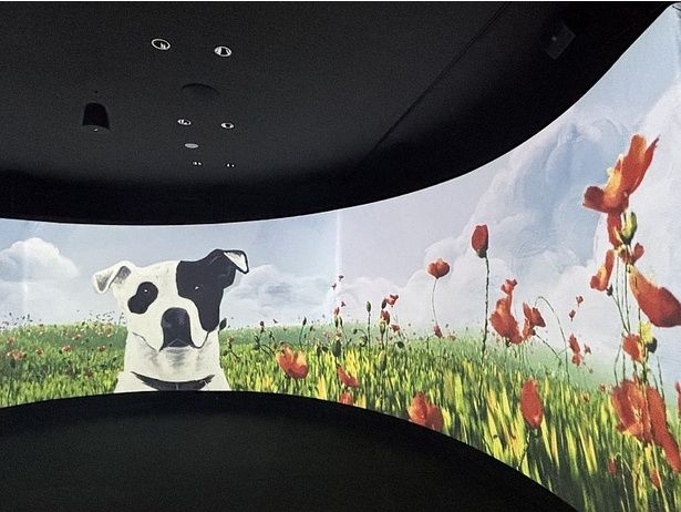 亡き愛犬、Moohman(ムーマン)と共に“花畑に没入する”という体験もできる。同所にはデップ自身の声も流れる