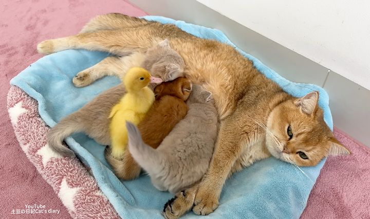 猫の親子に混ざるヒナ