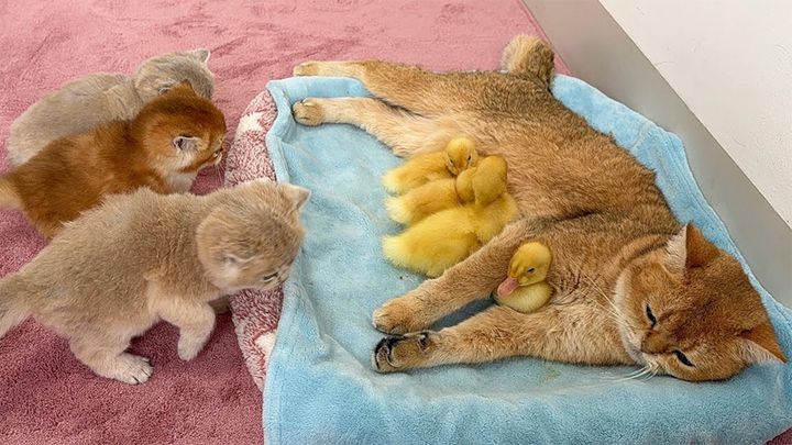 母猫を取ったヒナ達