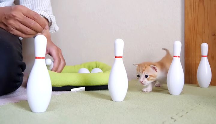 ボウリングで遊ぶ子猫