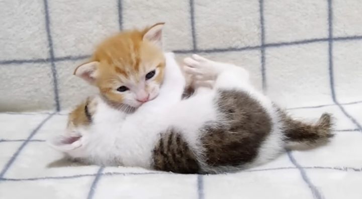 プロレスごっこする子猫達