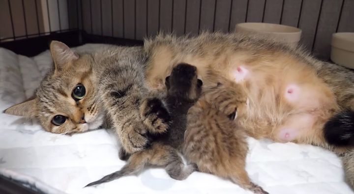 子猫達にミルクを飲ませる母猫