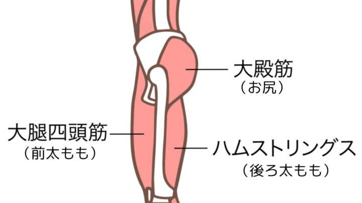 スクワットで鍛えられる筋肉