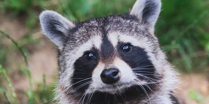 人間の住処に近づくだけで家畜化が始るとしたら？