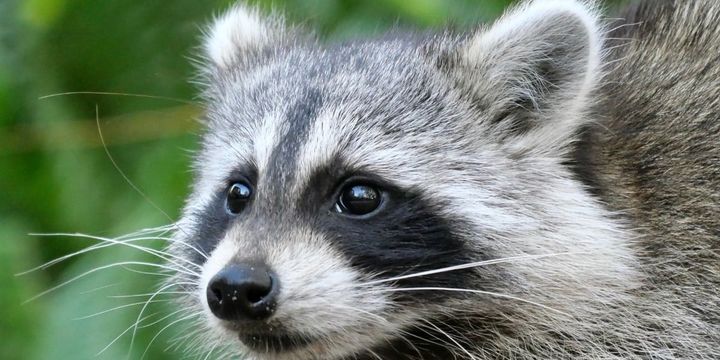 家畜化の第一歩はどこから始まるか？