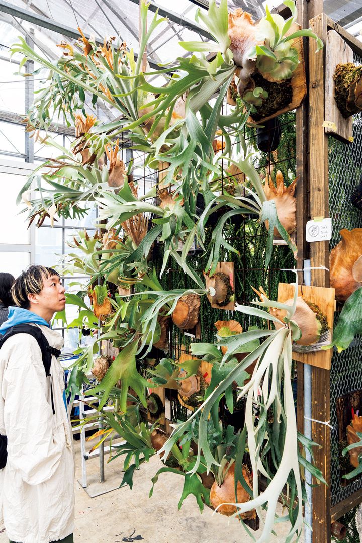 〈日々の、〉のビカクシダ