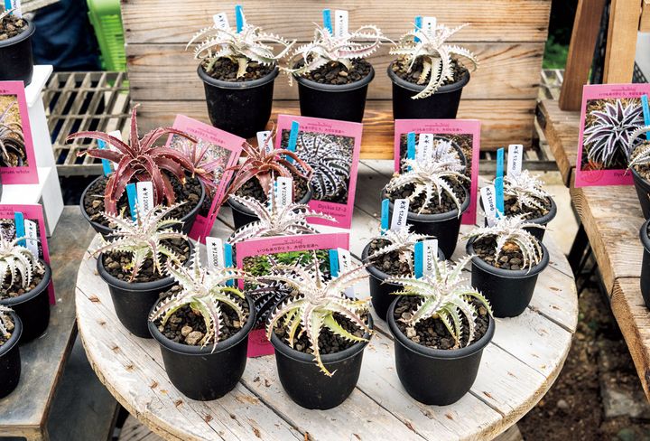 日本では流通量の少ないディッキア