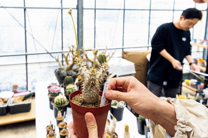 パキポディウムの定番、デンシフローラム