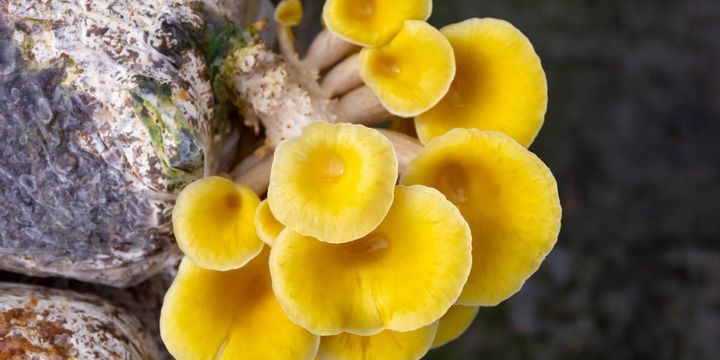 栽培場から来たキノコが野生で最強になった理由