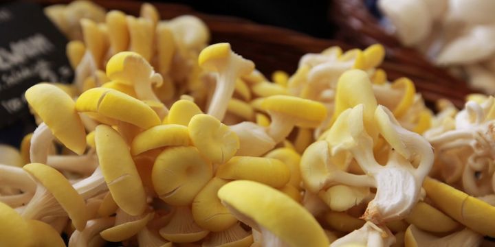 栽培場から森に逃げたキノコたち