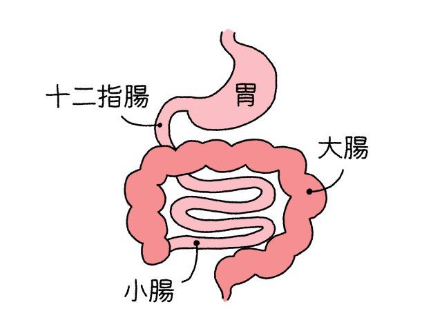胃、小腸、大腸