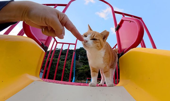 滑り台で一緒に遊ぶ猫