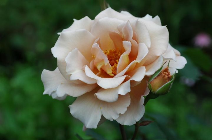 12月3日の花とは？【366日の誕生花と幸せの花言葉】