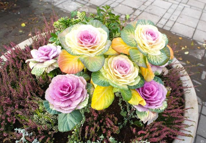 カルーナとの寄せ植え