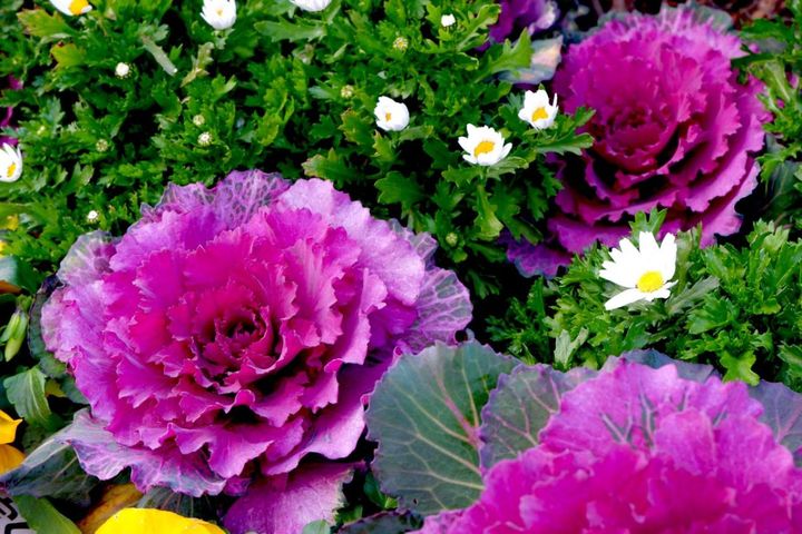 冬に咲き続ける花【7選】寒さに強い！葉牡丹、ワスレナグサ、ラナンキュラスなど育て方のポイント