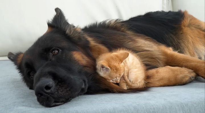犬に寄り添いながら眠る子猫