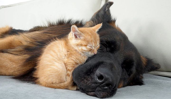 犬に寄り添いながら眠る子猫