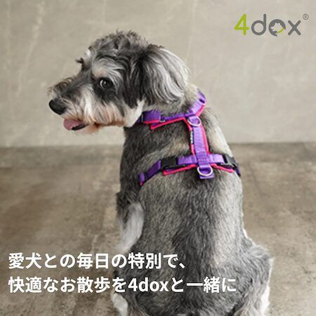 愛犬への特別なギフトに「4dox」の“世界にひとつのカスタムシリーズ”を贈ろう