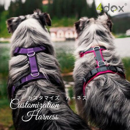 愛犬への特別なギフトに「4dox」の“世界にひとつのカスタムシリーズ”を贈ろう