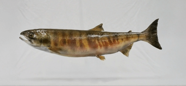 福島・南相馬で生まれた腕時計ブランドの人気シリーズに再生の願いを込めた新色が追加